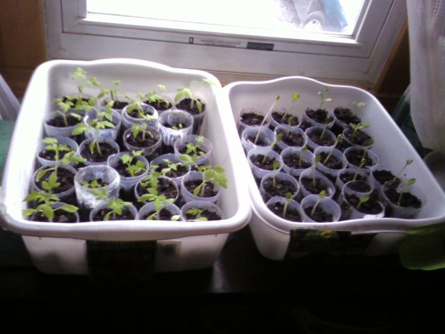 Tomatoes and Cucumber Seedlings