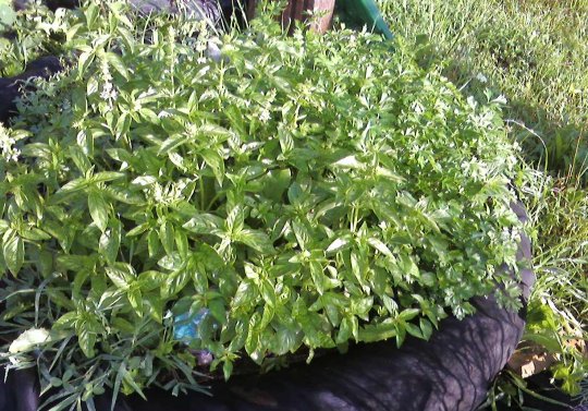 Easy to Grow.... Herbs