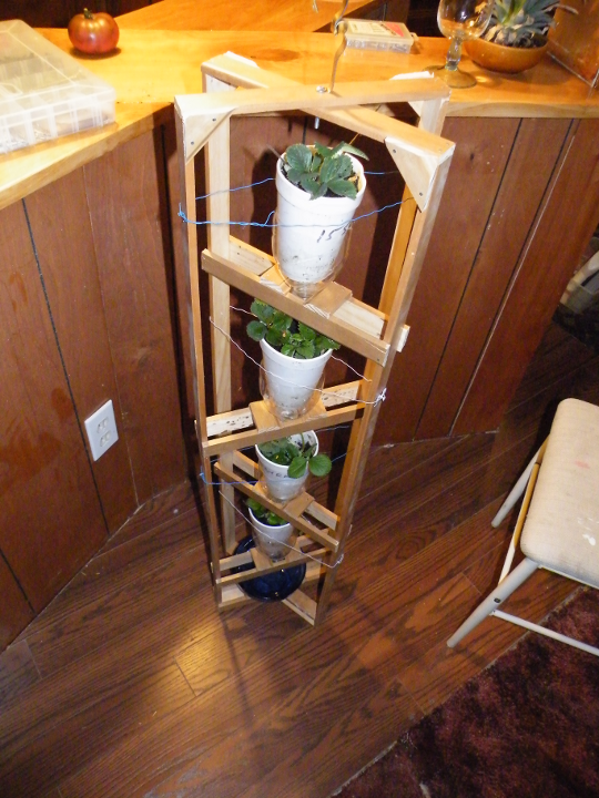 Vertical Indoor Strawberry Grow System